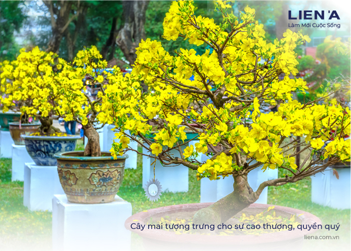 Ngắm hàng loạt cây mai cổ nở hoa vàng rực  Báo Người lao động