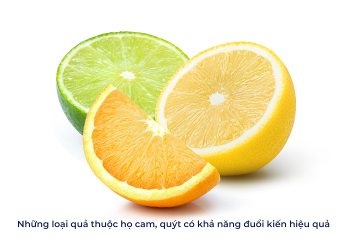 cách diệt kiến trong phòng ngủ