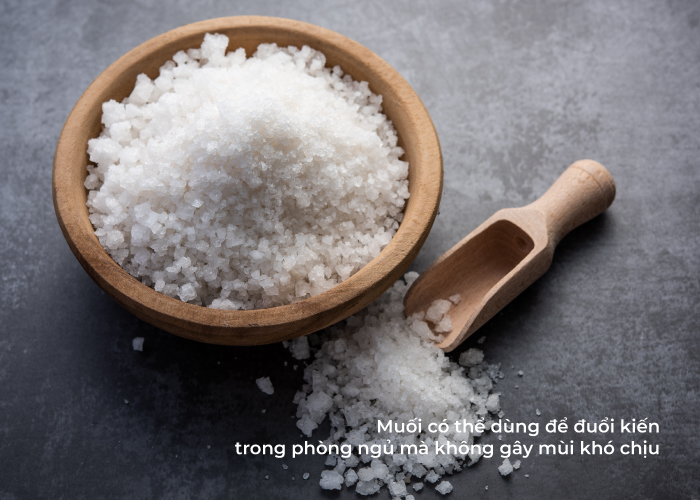 đuổi kiến trong phòng ngủ bằng muối