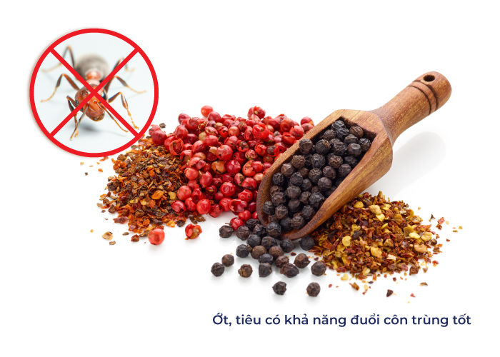 tại sao trên giường có kiến