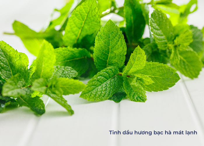 tinh dầu để phòng ngủ